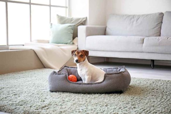 lit pour chien