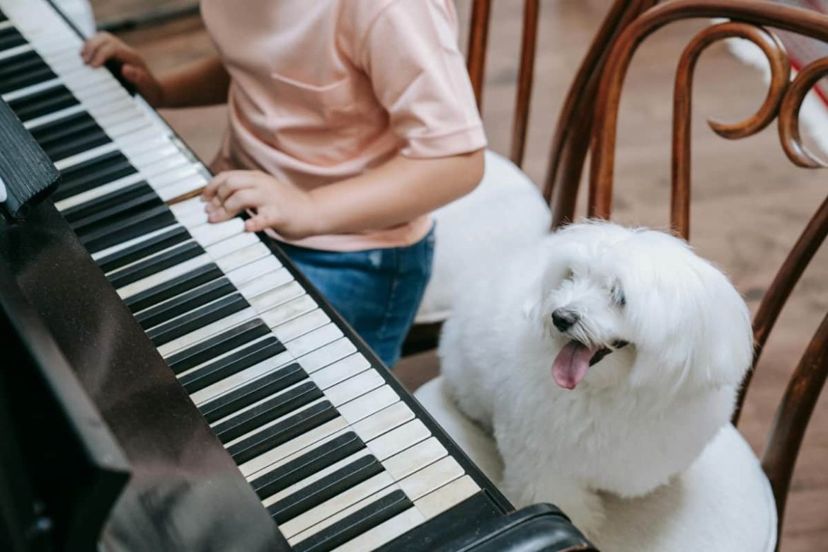 Un jeune enfant joue du piano assis à côté d'un petit chien blanc sur une chaise en bois.